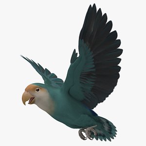 Peach Faced Dutch Blue Lovebird