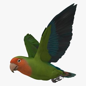 Peach Faced Wild Green Lovebird