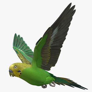 Budgerigar