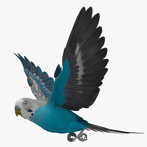 Budgerigar Blue
