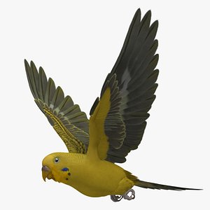Budgerigar Yellow