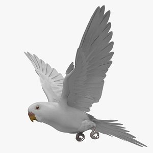 Budgerigar White