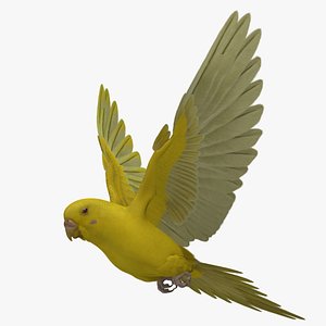 Budgerigar Bright Yellow