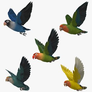 Lovebirds Collection