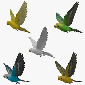Budgerigars Collection