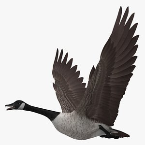 Canadian Goose