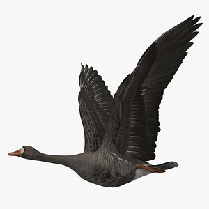 Greater White-fronted Goose