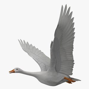 Snow Goose Albino