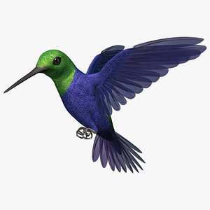 Green-Crowned Woodnymph