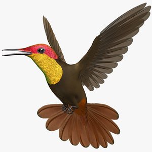 Ruby-Topaz Hummingbird
