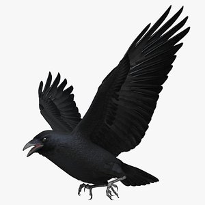 Chihuahuan Raven
