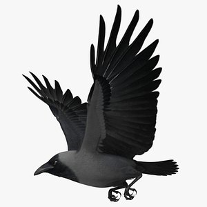 House Crow