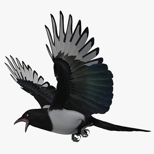 Black-billed Magpie