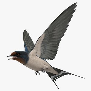 Barn Swallow