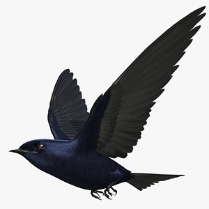 Purple Martin Swallow