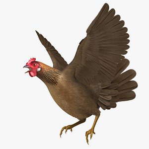 Brown Domestic Chicken Hen