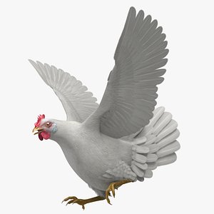 White Domestic Chicken Hen
