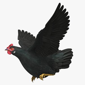 Black Domestic Chicken Hen