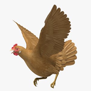Buff Domestic Chicken Hen