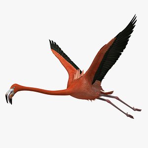 American Flamingo
