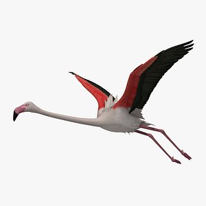 Greater Flamingo