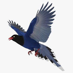 Taiwan Blue Magpie
