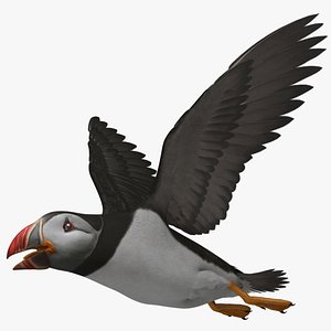 Atlantic Puffin