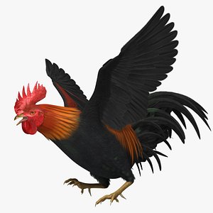 Brown-Red Domestic Rooster