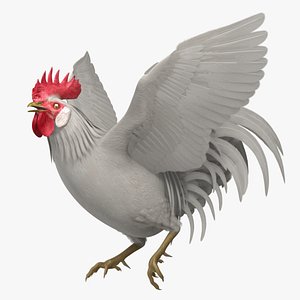 White Domestic Rooster