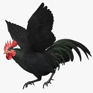 Black Domestic Rooster