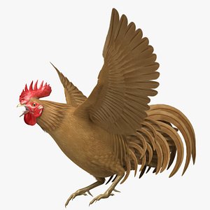 Buff Domestic Rooster