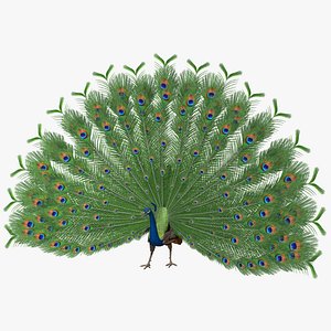 Indian Peacock
