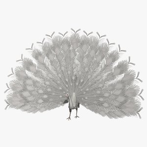 Indian Peacock Albino