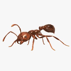 Red Fire Ant
