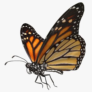 Monarch Butterfly