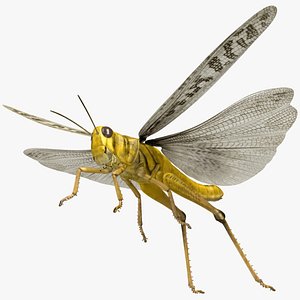 Desert Locust